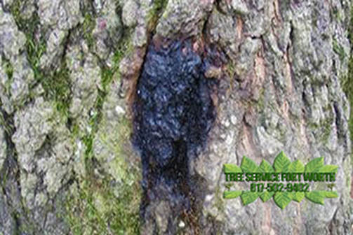 Slime Flux is a Common Problem for Oaks and Elm Trees